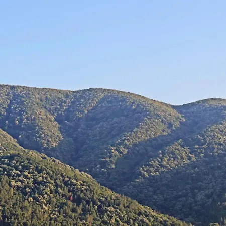 The Lavington Çınarcık